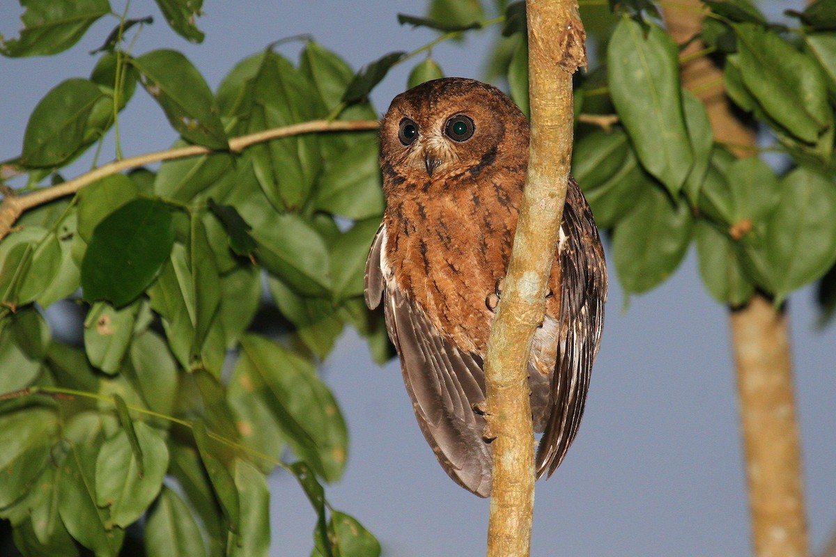 Moheli Scops-Owl - ML622065536