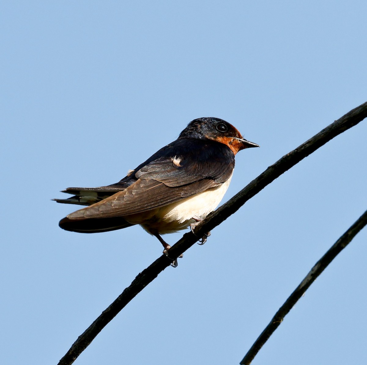 Barn Swallow - ML622065537