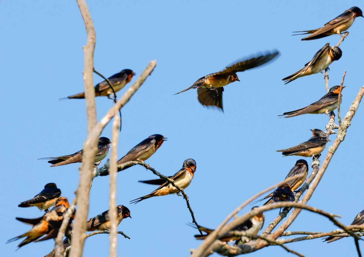 Barn Swallow - ML622065538