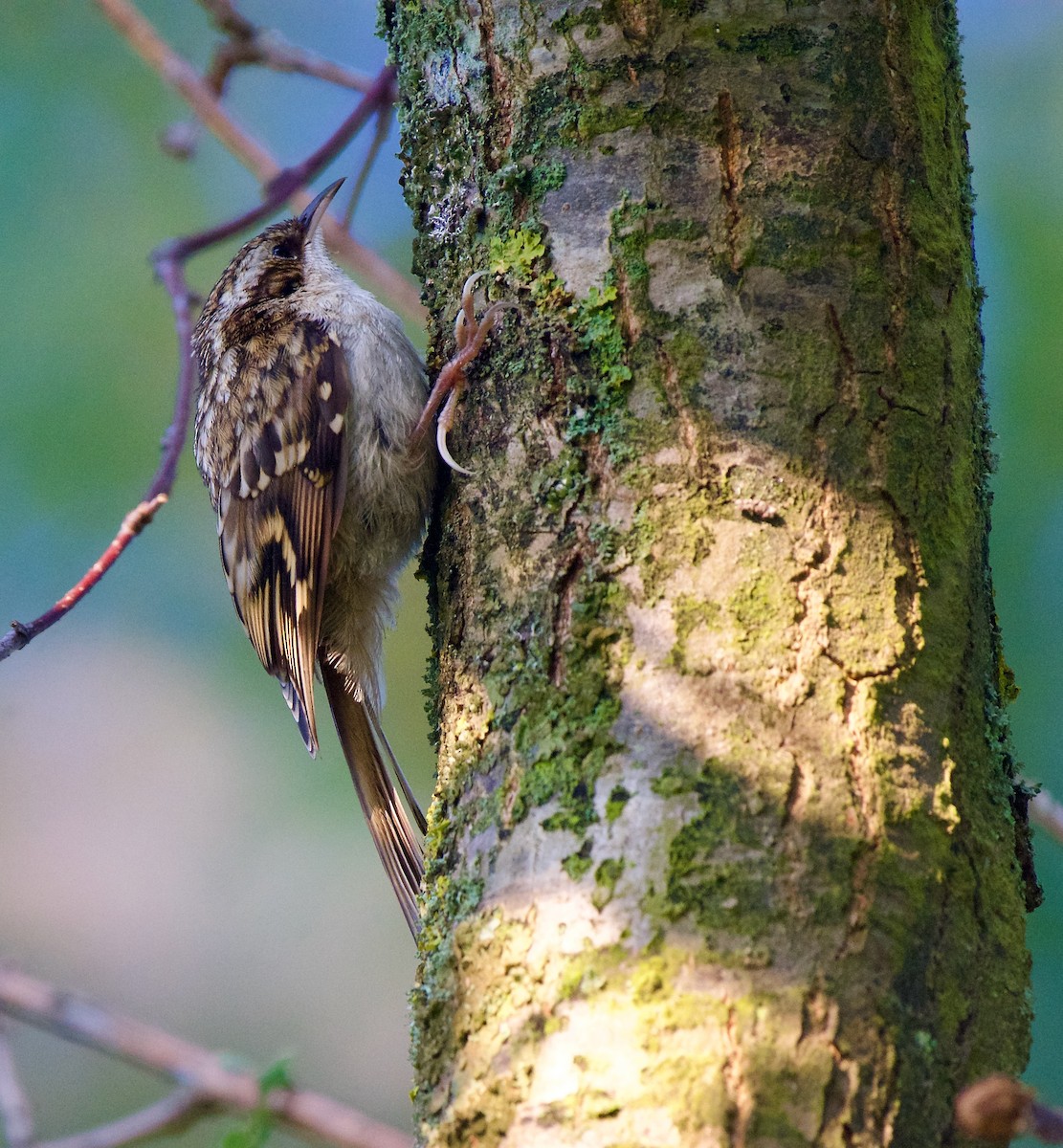 Eurasian Treecreeper - ML622065539