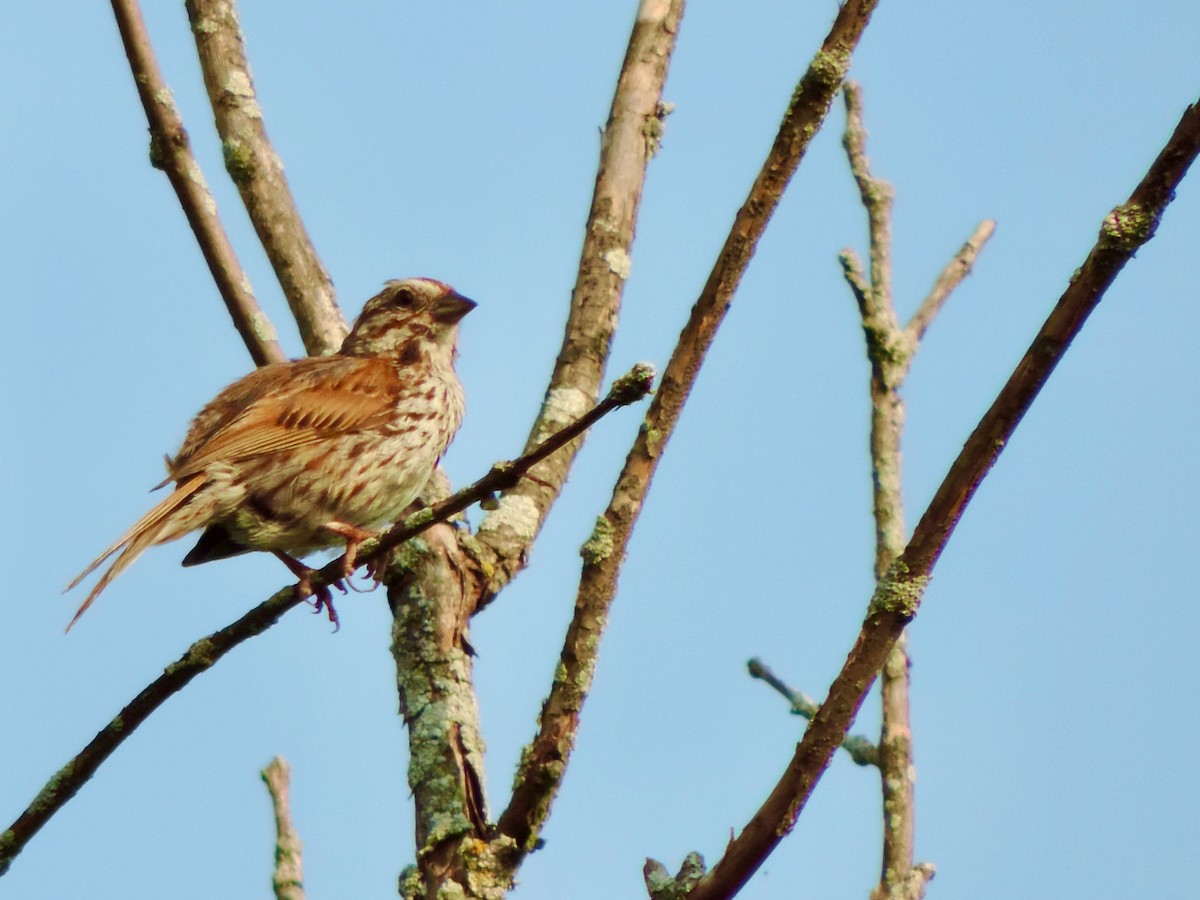 Song Sparrow - ML622065540