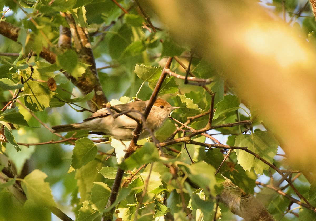 Eurasian Blackcap - ML622065541