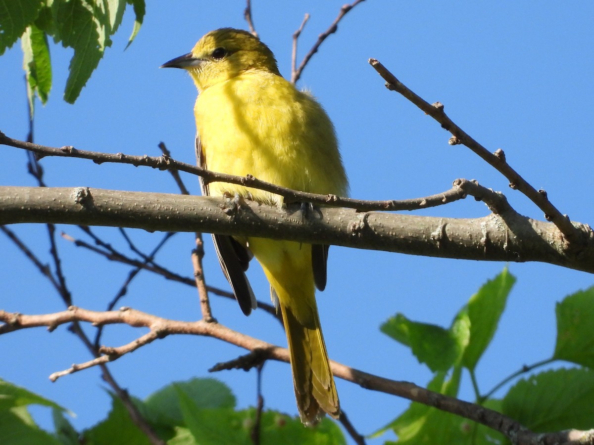 Orchard Oriole - ML622065542