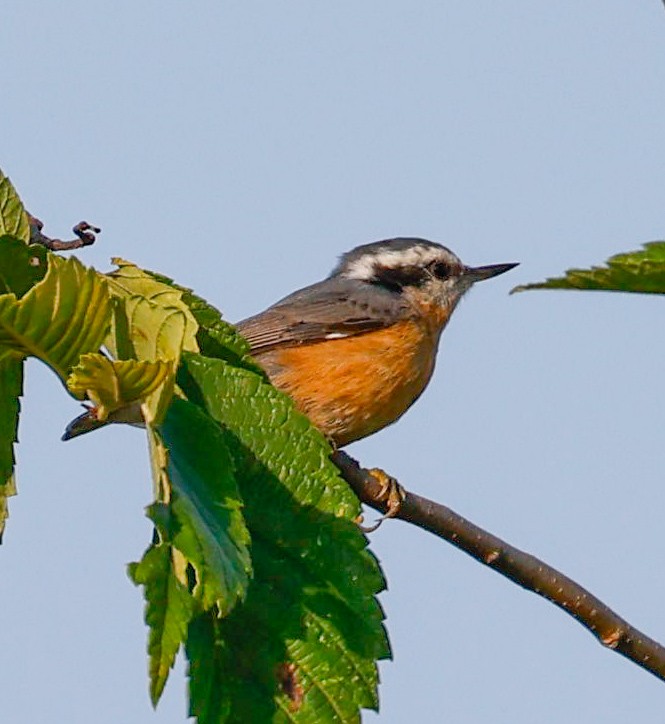 Red-breasted Nuthatch - ML622065543