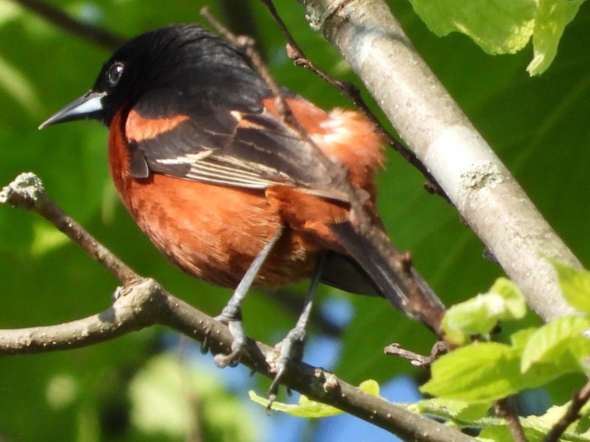 Orchard Oriole - ML622065545