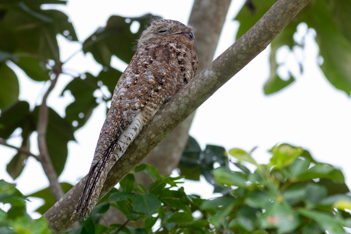 Great Potoo - Oswaldo Hernández Sánchez