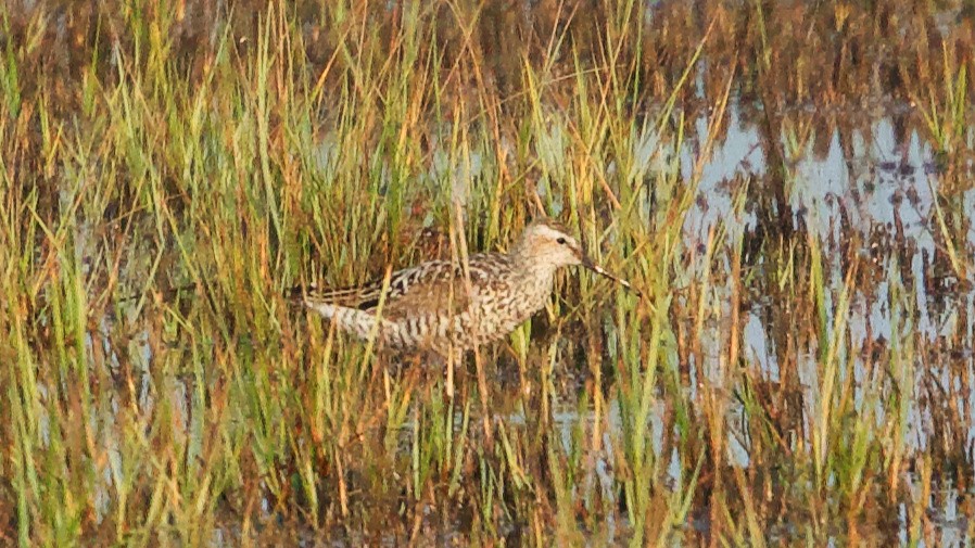 styltesnipe - ML622065551