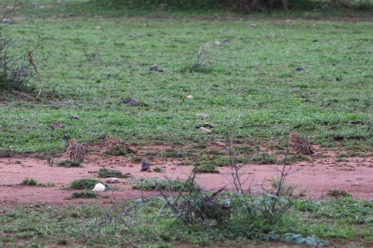 Chestnut-bellied Sandgrouse - ML622065552