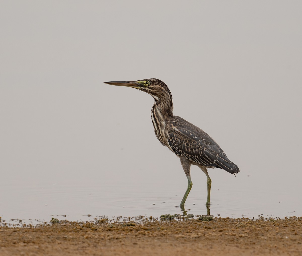 Black-crowned Night Heron - Mohamed  Almazrouei