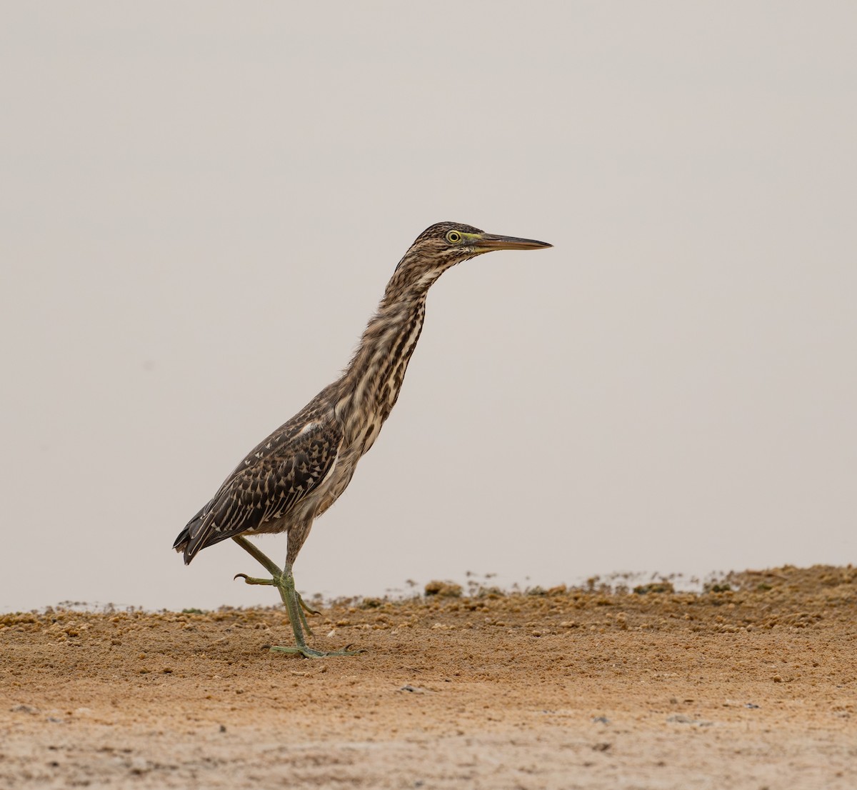 Black-crowned Night Heron - Mohamed  Almazrouei