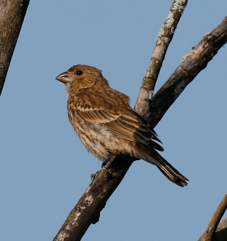 House Finch - Margaret Kenny