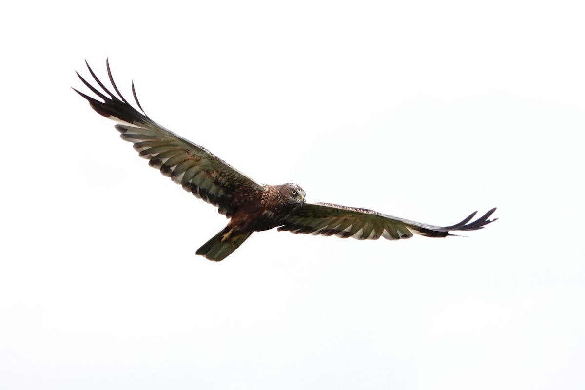 Western Marsh Harrier - Laura Rollán