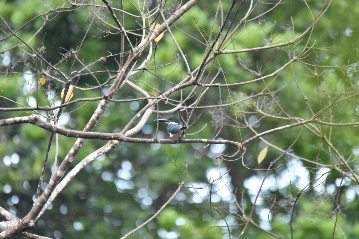 Amazon Kingfisher - Luke Thompson