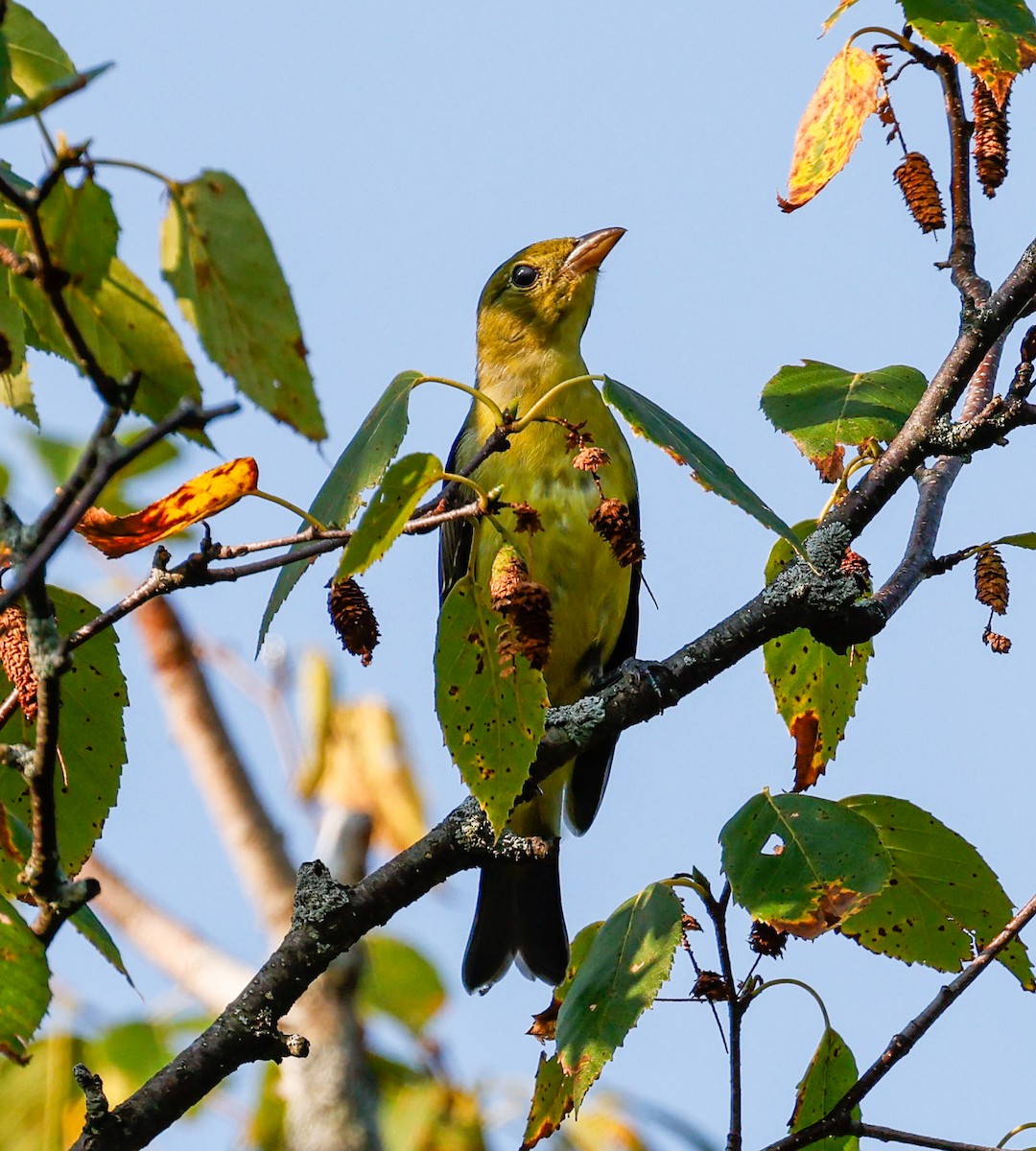 Scarlet Tanager - ML622065585