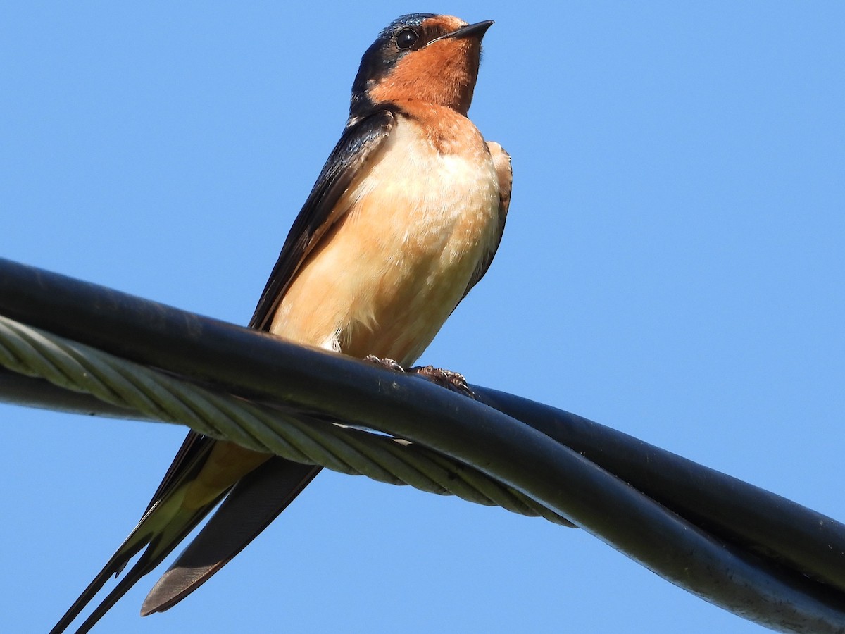 Barn Swallow - ML622065587