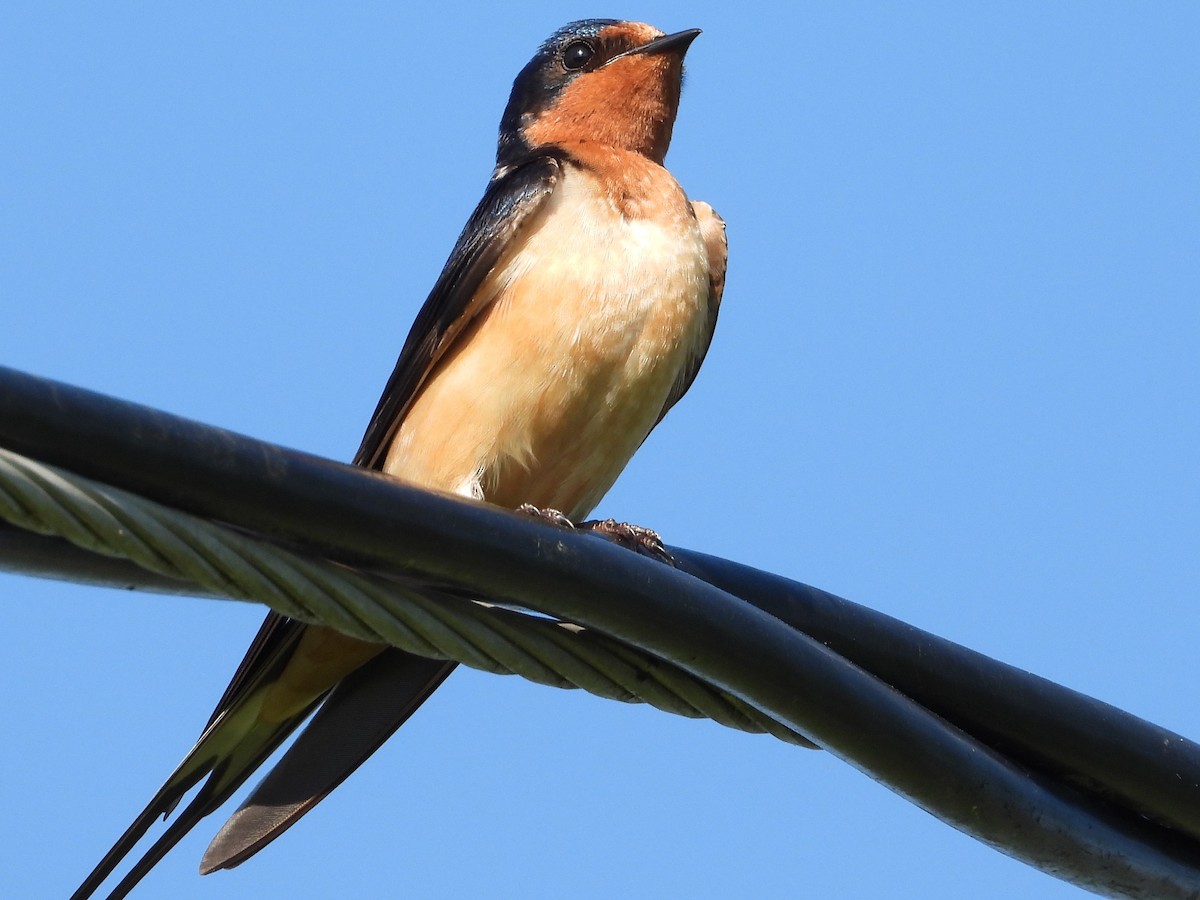 Barn Swallow - Kirk Doerger