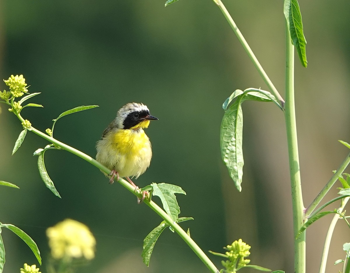 Common Yellowthroat - ML622065589