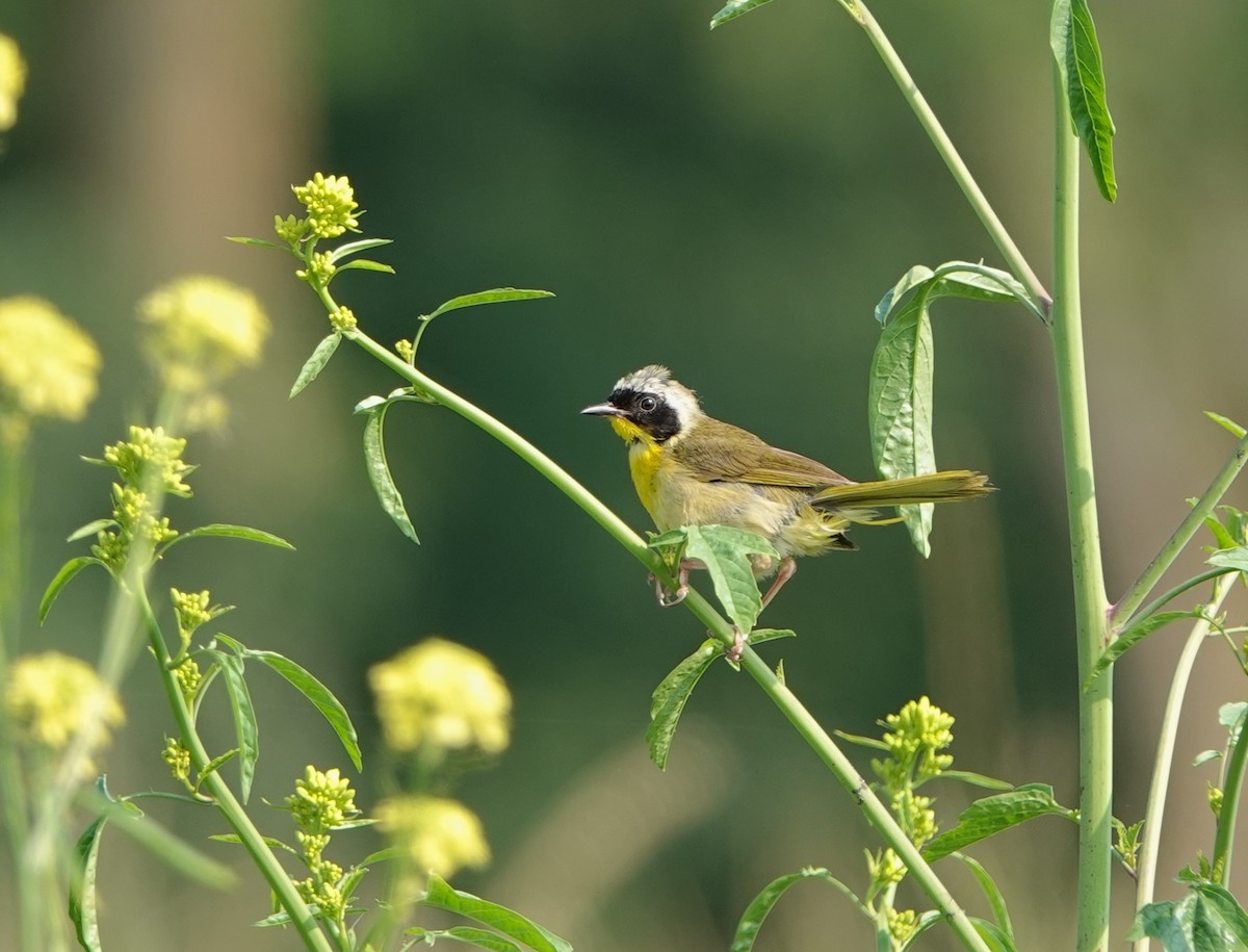 Common Yellowthroat - ML622065590