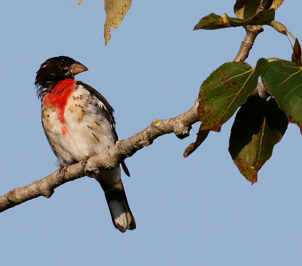 Rose-breasted Grosbeak - ML622065591