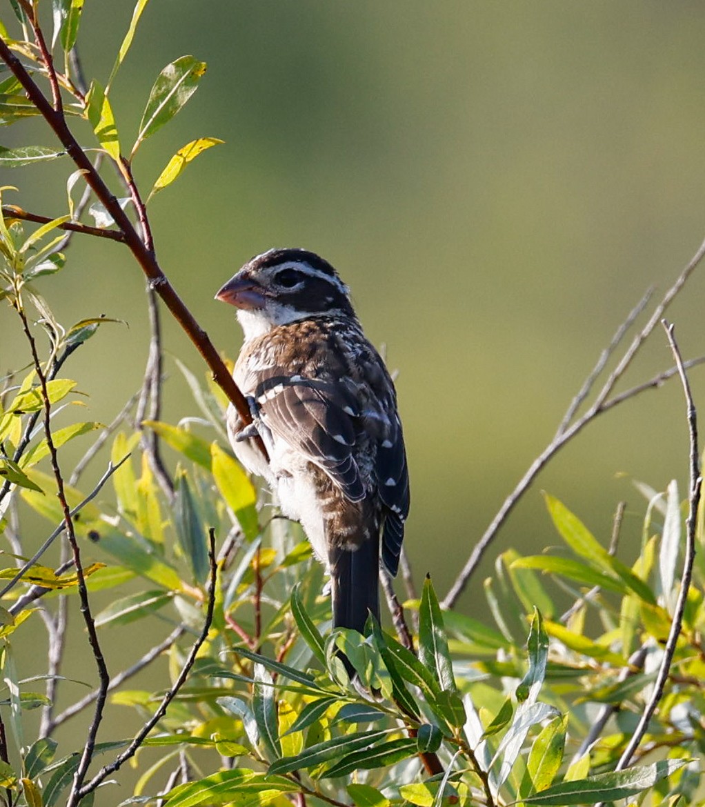 Rose-breasted Grosbeak - ML622065592