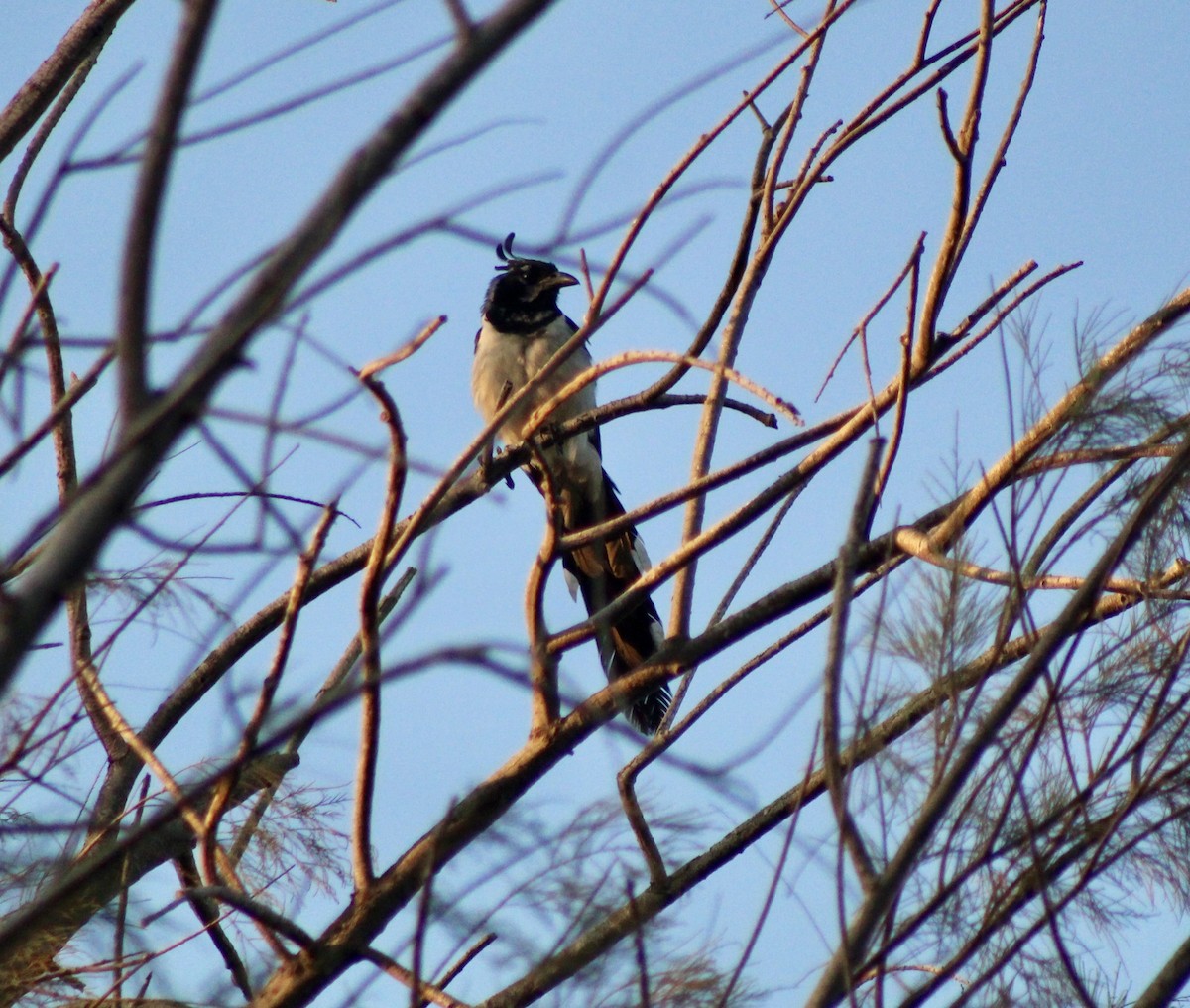 Black-throated Magpie-Jay - ML622065594