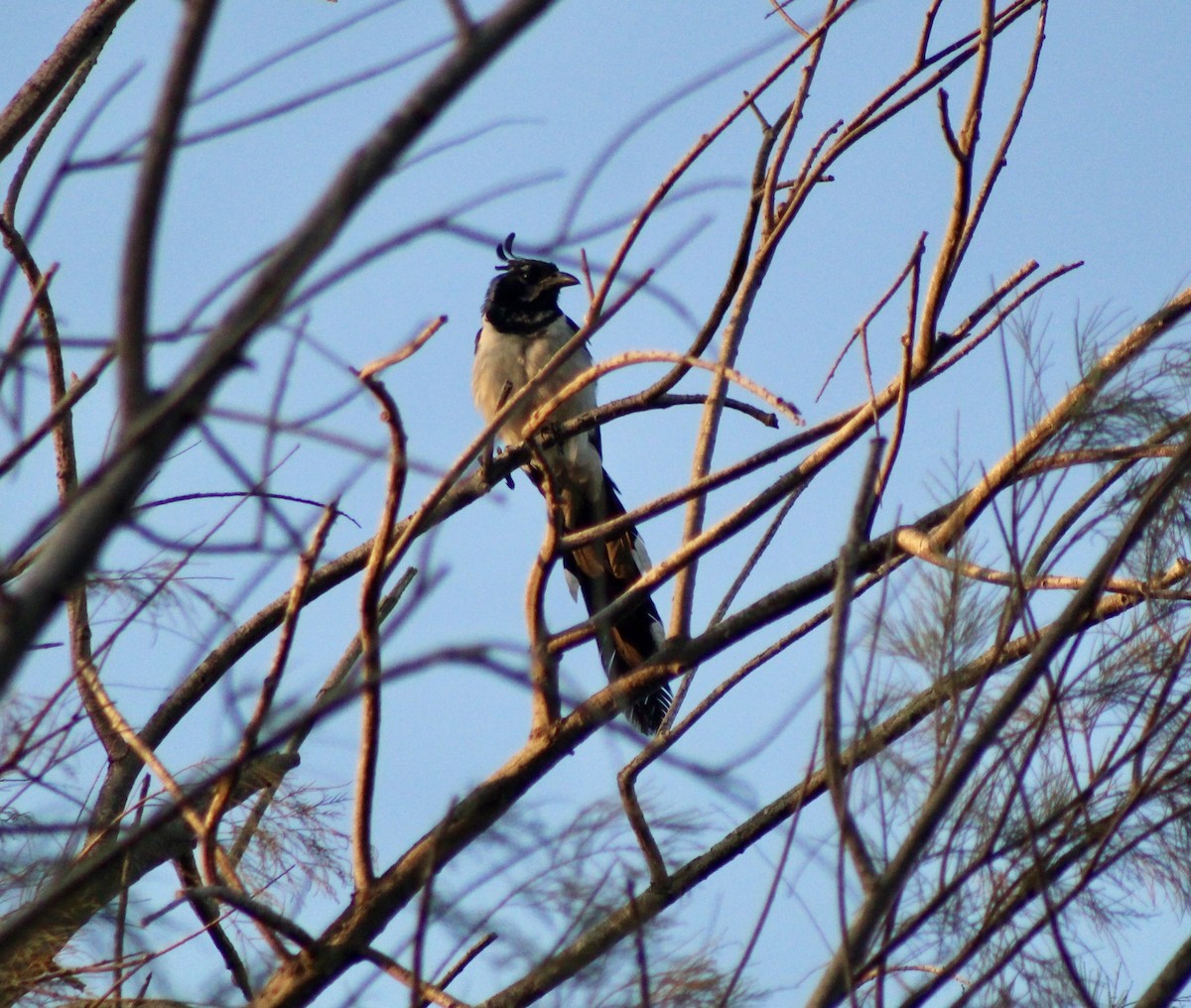 Black-throated Magpie-Jay - Joanne Sherif