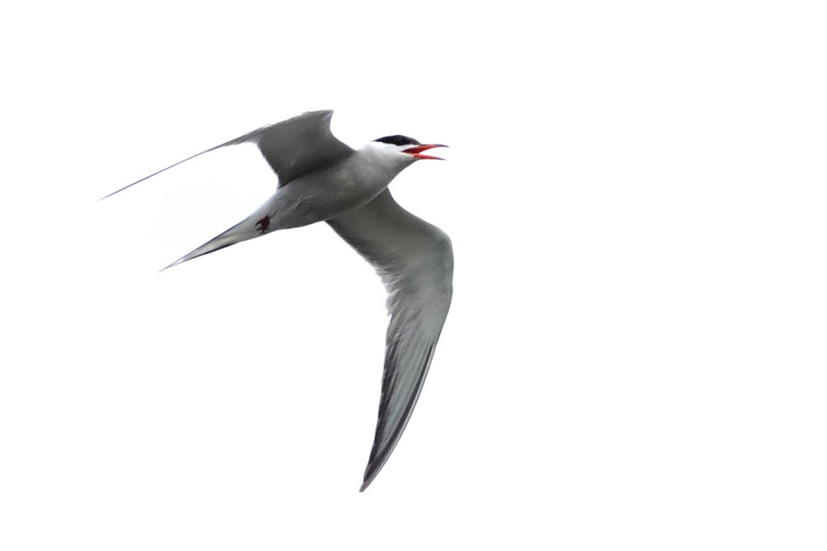 Common Tern - Laura Rollán