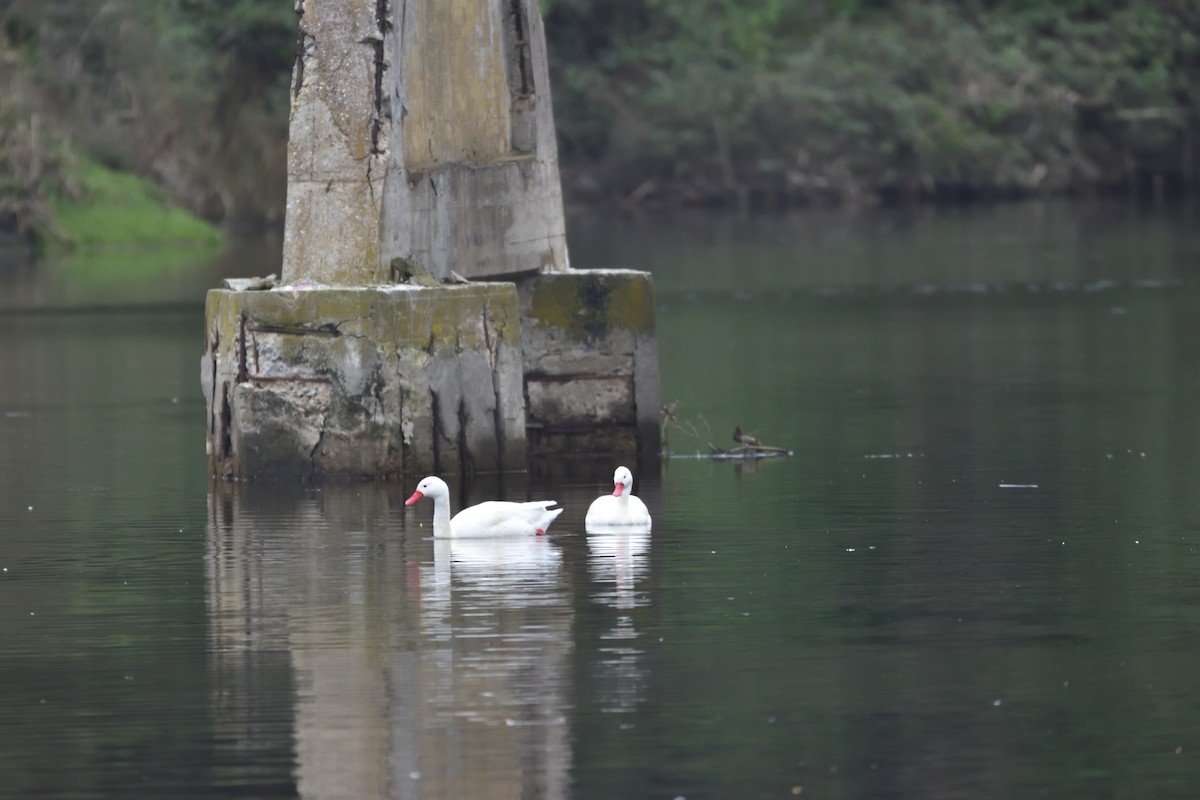 Coscoroba Swan - Medio Ambiente El Quisco