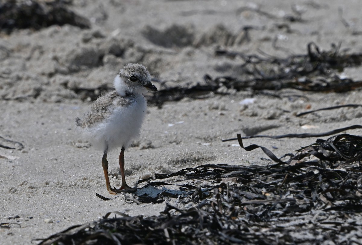 Piping Plover - ML622065600