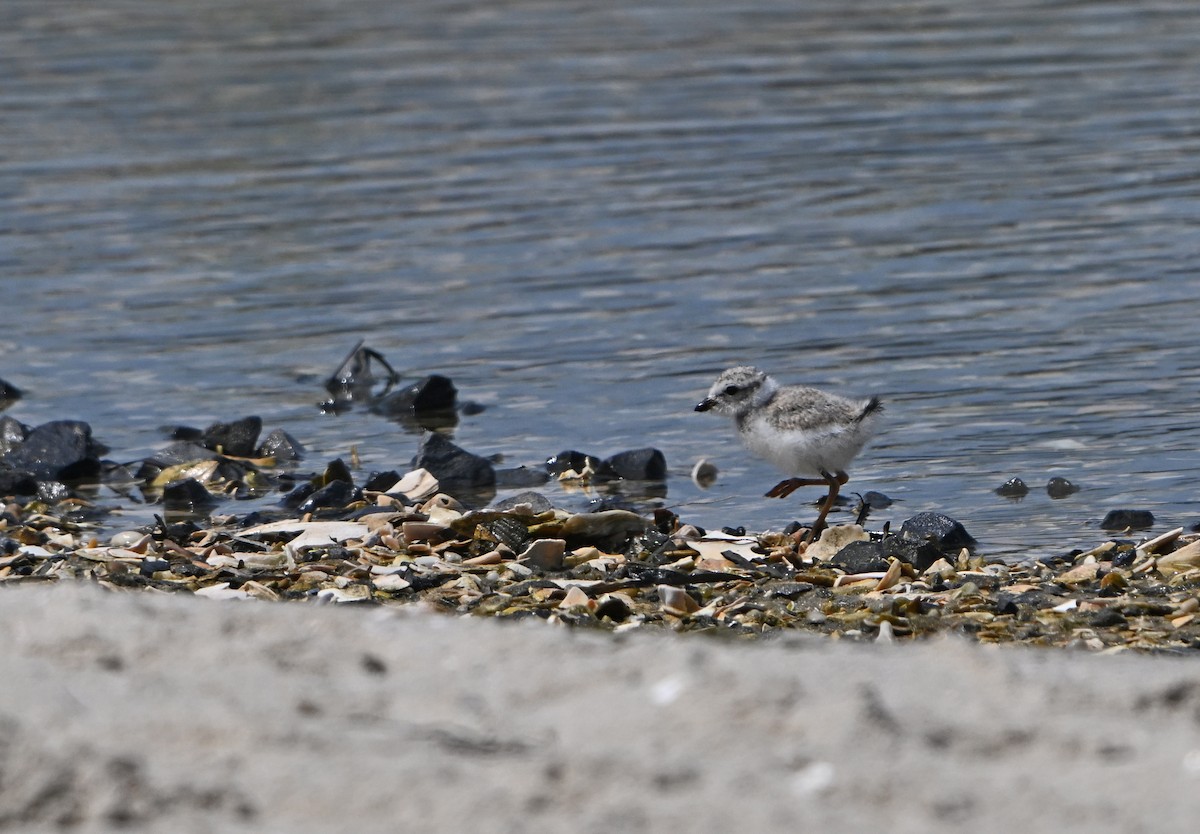 Piping Plover - ML622065601