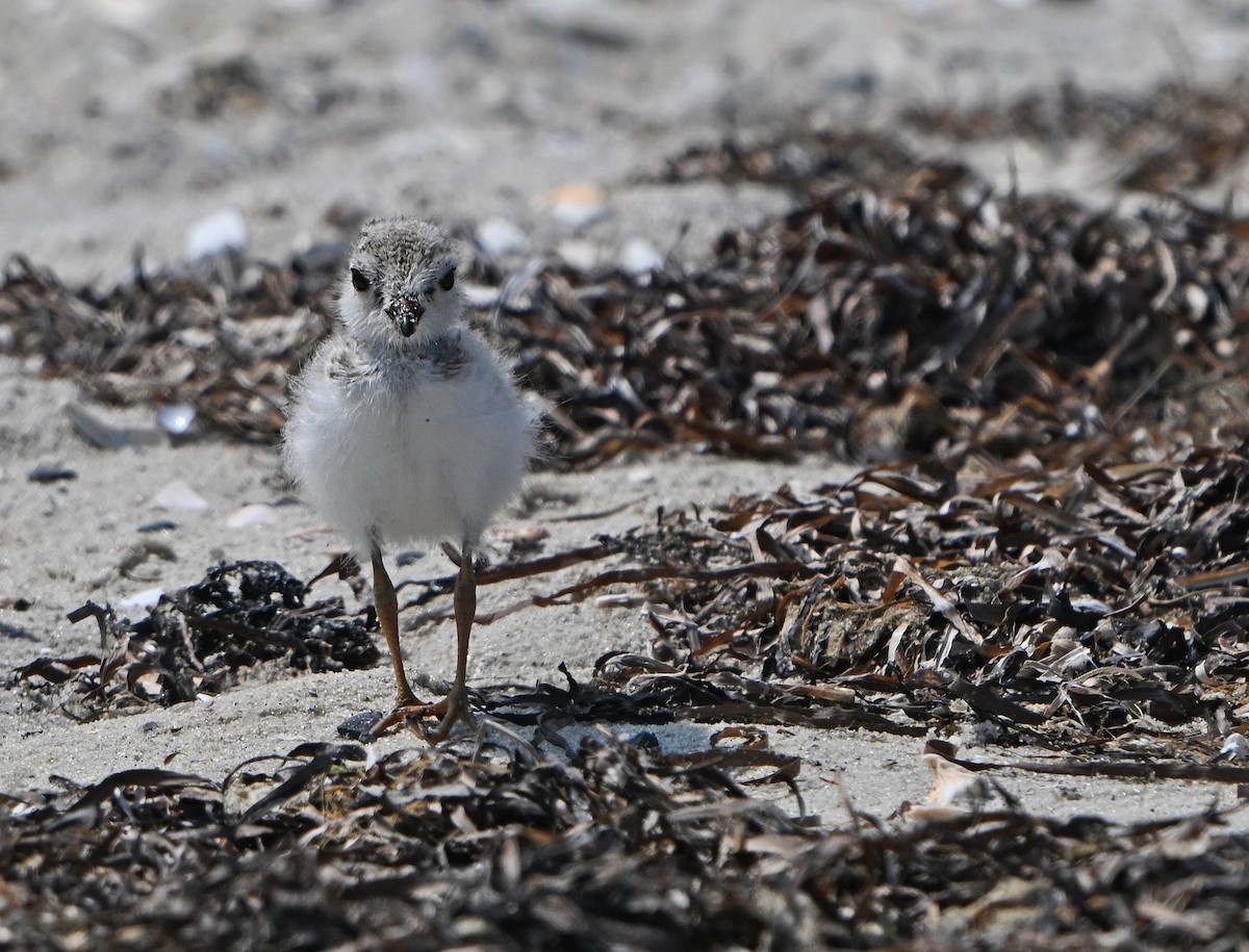 Piping Plover - Paul Nale