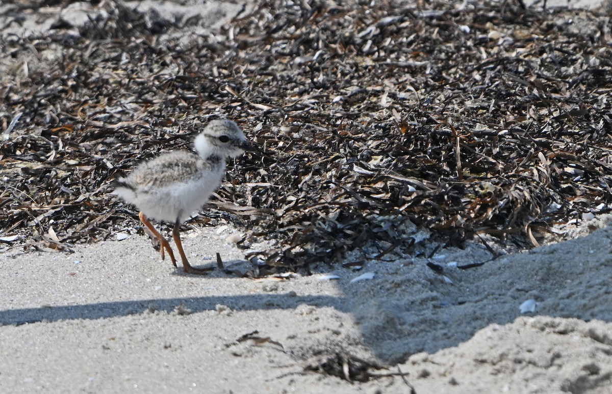 Piping Plover - ML622065603