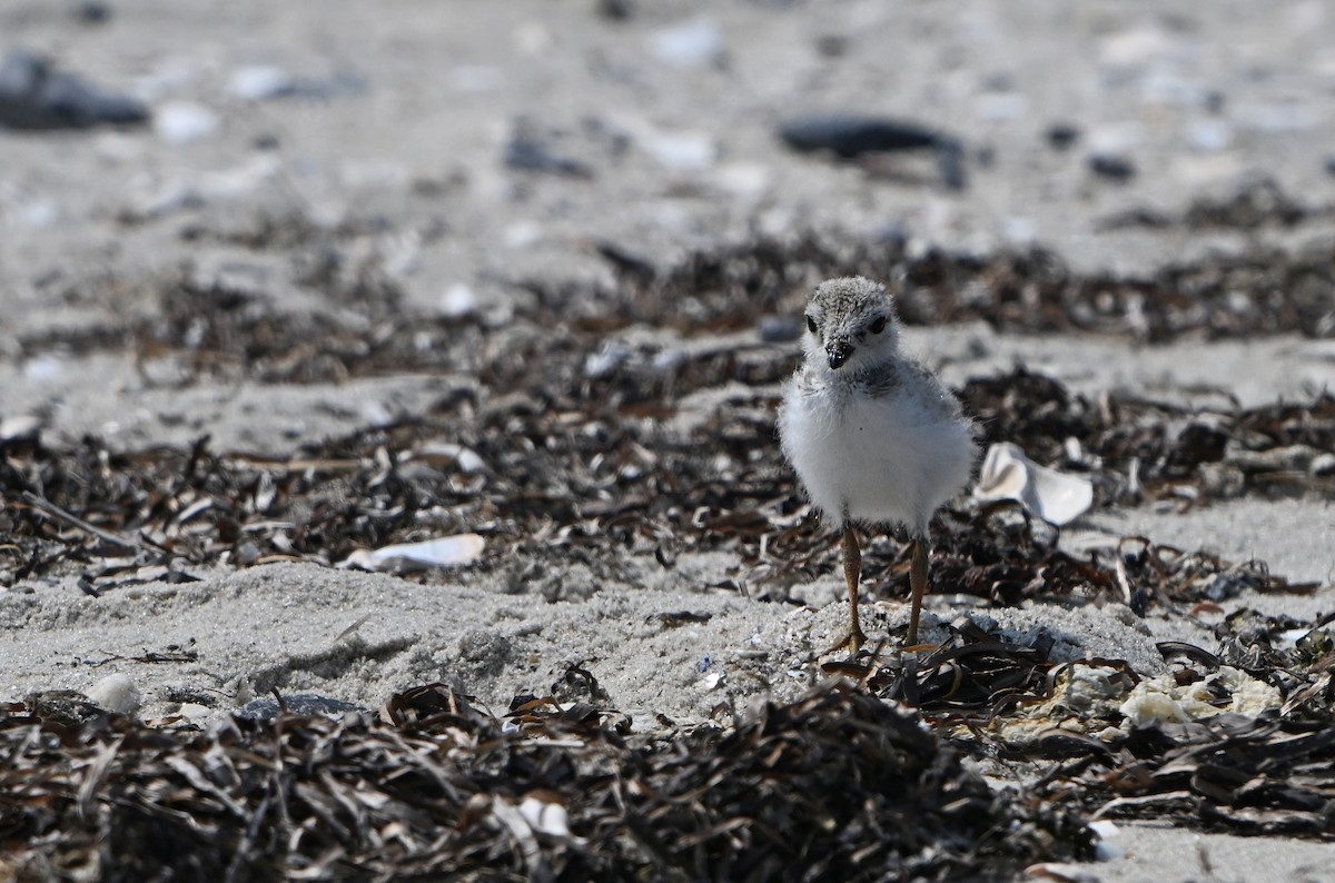 Piping Plover - ML622065604
