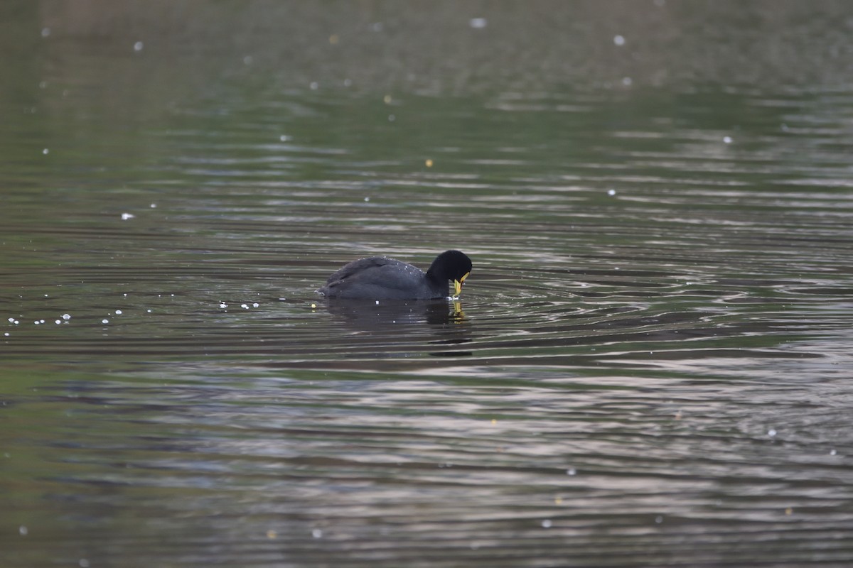 Red-gartered Coot - ML622065605