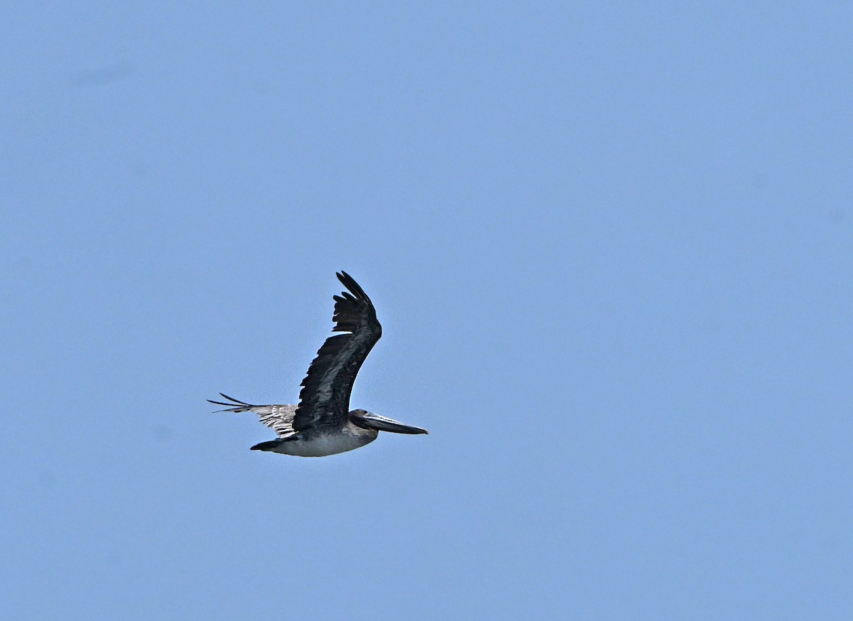 Brown Pelican - ML622065609