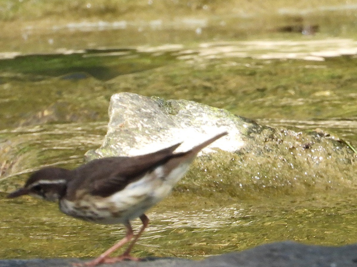 Louisiana Waterthrush - ML622065616