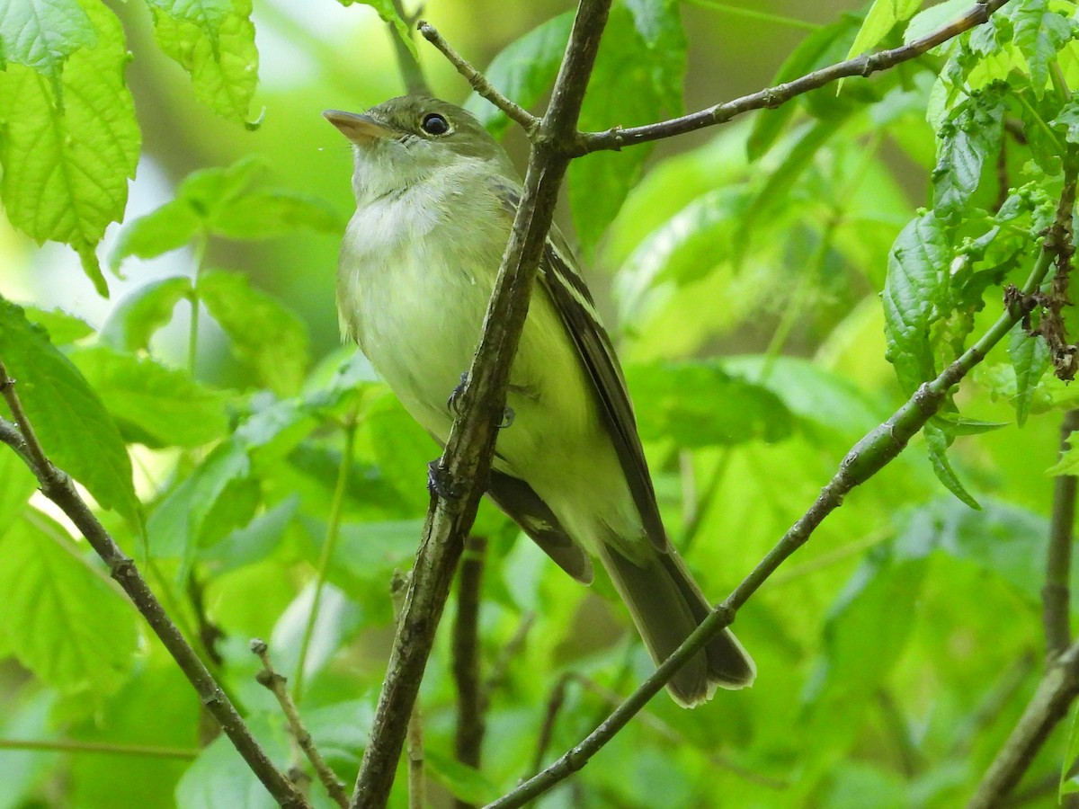 Acadian Flycatcher - ML622065652