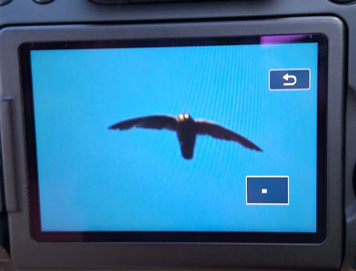 Spot-fronted Swift - Alejandro Vidal