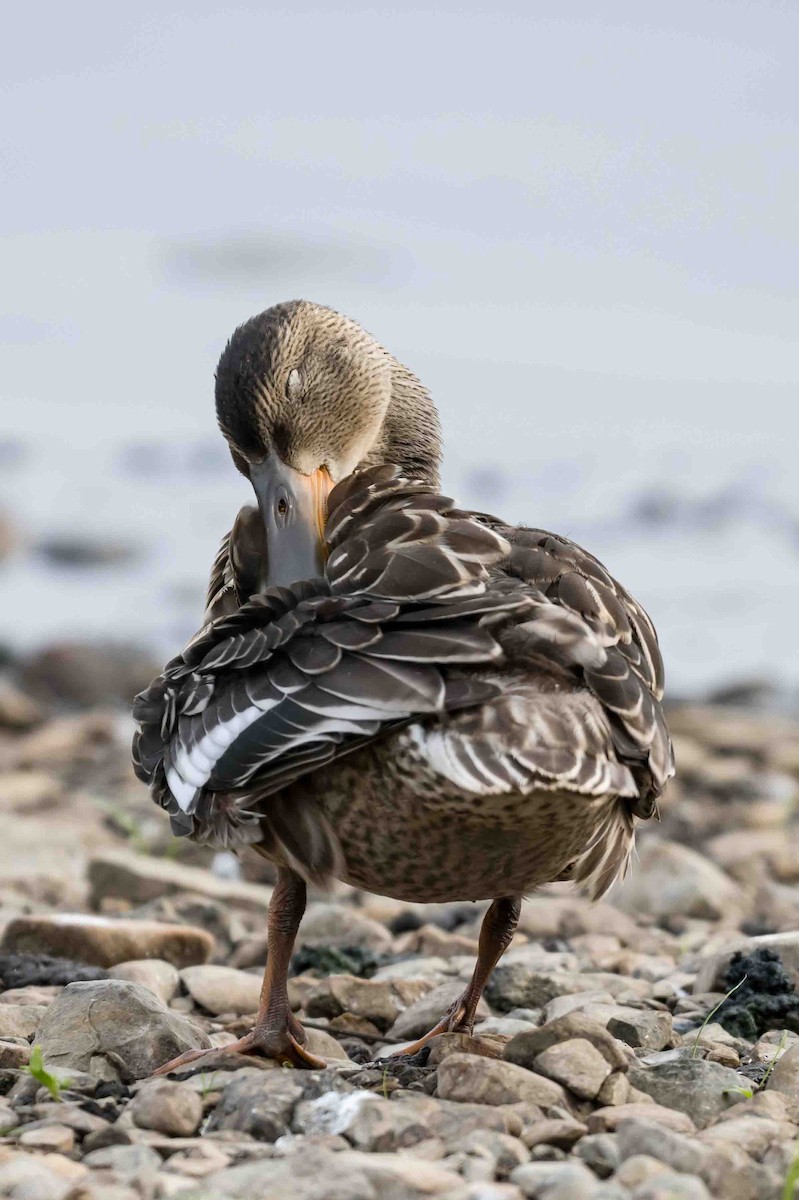 Northern Shoveler - ML622065671