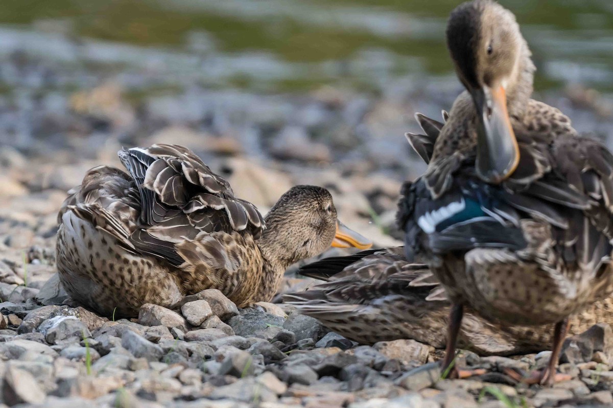 Northern Shoveler - ML622065672