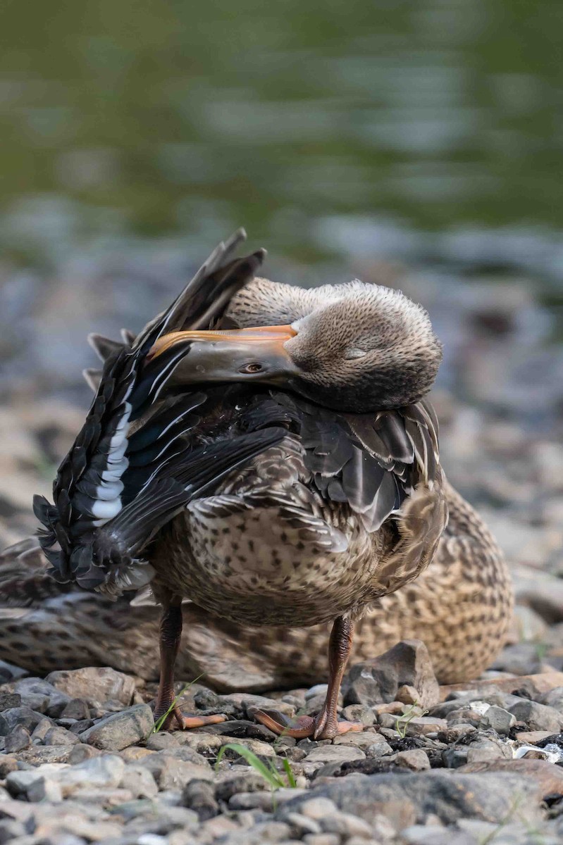 Northern Shoveler - ML622065673