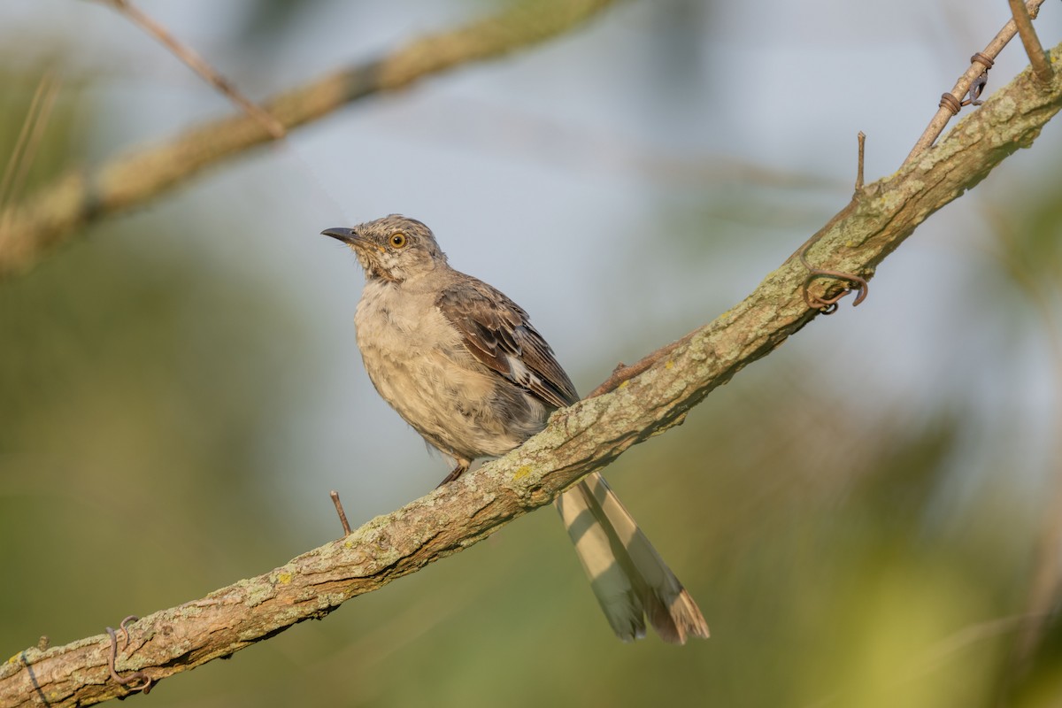 Northern Mockingbird - ML622065683