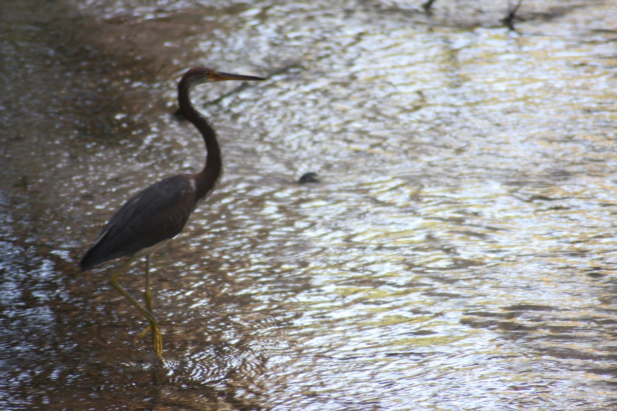 Tricolored Heron - ML622065688