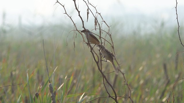 Long-tailed Shrike - ML622065690