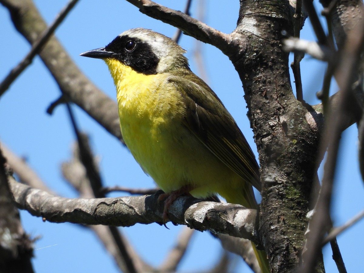 Common Yellowthroat - ML622065735