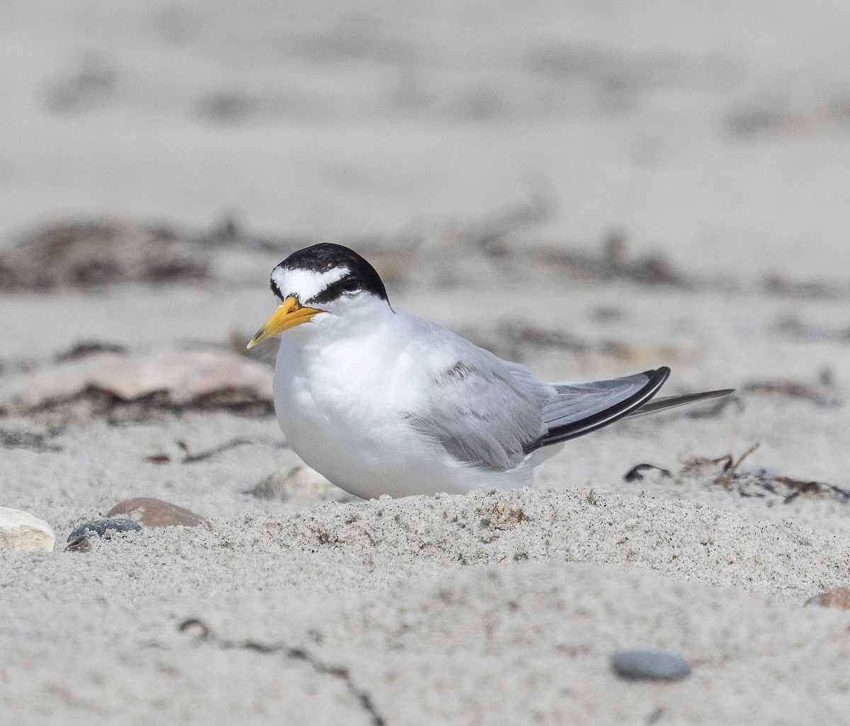 Least Tern - ML622065742