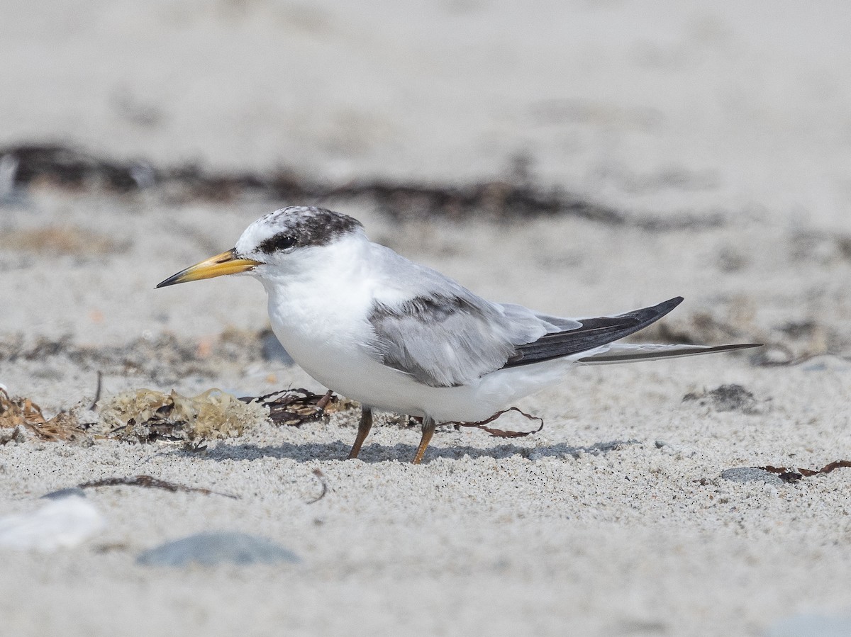 Least Tern - ML622065743