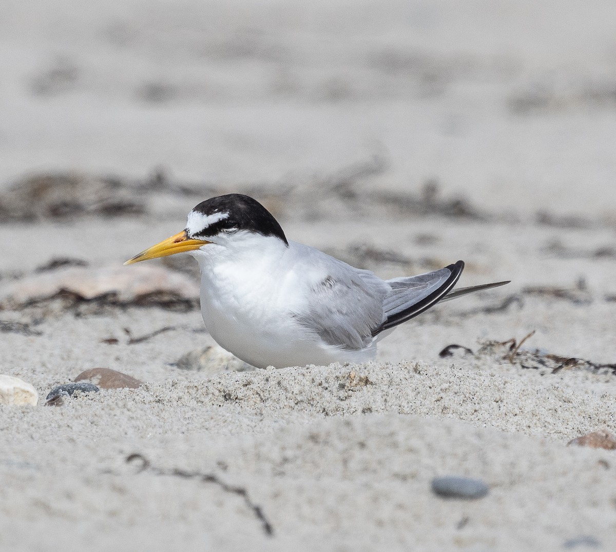 Least Tern - ML622065744