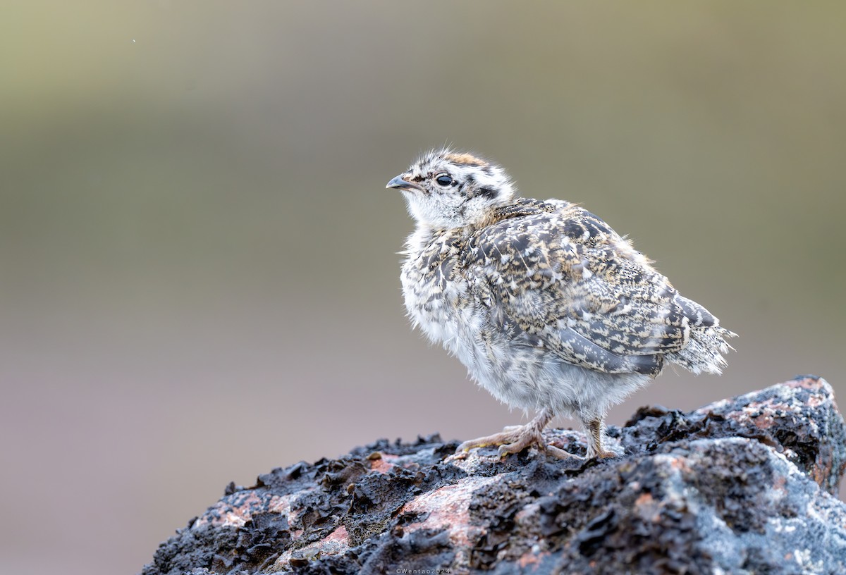 White-tailed Ptarmigan - ML622065764