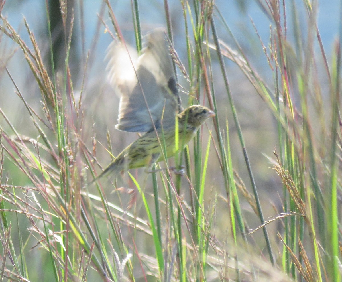 bobolink - ML622065771